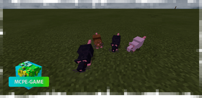 Rats from the Mo'creatures mod