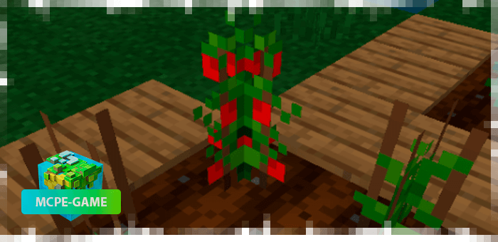 Tomatoes from the farming mod in Minecraft PE