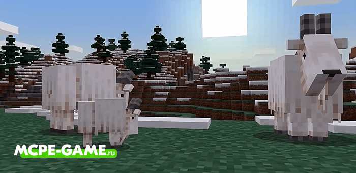 Mountain Goats from Minecraft 1.16.200.52