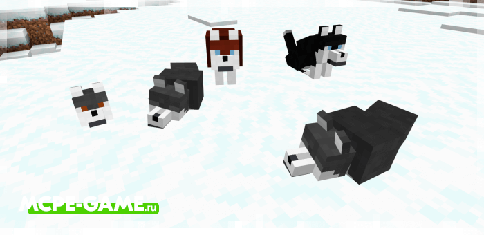 Хаски из мода Wolves+ для Minecraft